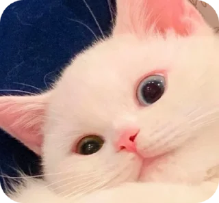 🙃 emoji мысли snna Telegram sticker 19 of 47
