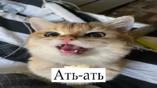 😾 emoji гениальные строчки Telegram sticker 18 of 65