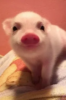 Sticker from Хрюшки
