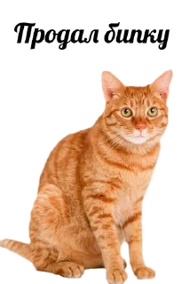 😱 emoji Кот инвестор Telegram sticker 4 of 12