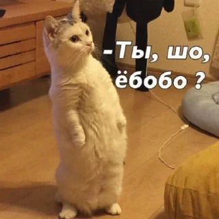 🤨 emoji хули ты не дома Telegram sticker 13 of 40