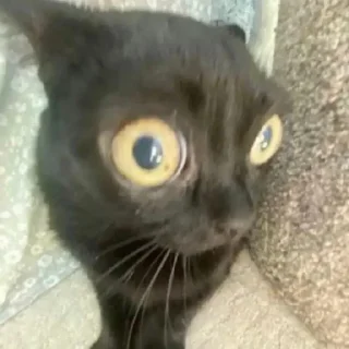 🐱 emoji хули ты не дома Telegram sticker 7 of 40