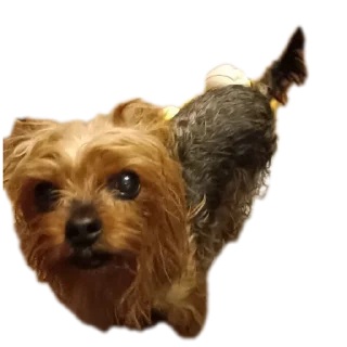 😀 emoji Люся и Кики Telegram sticker 22 of 26
