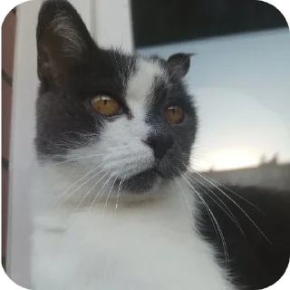 🐱 emoji Люся и Кики Telegram sticker 19 of 26