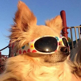 Sticker from dog party