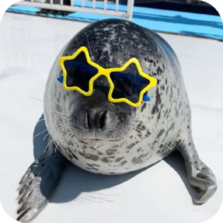 🥽 emoji Тюлень Telegram sticker 11 of 35