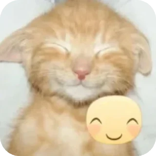Sticker from Cat!!!<3