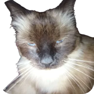 🐱 emoji Крутой Telegram sticker 18 of 120