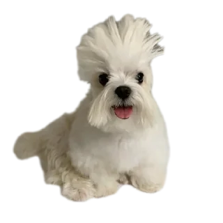 🐶 emoji Крутой Telegram sticker 10 of 120