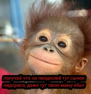 🥺 emoji Мухтар ибош Telegram sticker 10 of 10