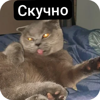 🐱 emoji Кошак Telegram sticker 15 of 28