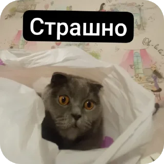 😨 emoji Кошак Telegram sticker 8 of 28
