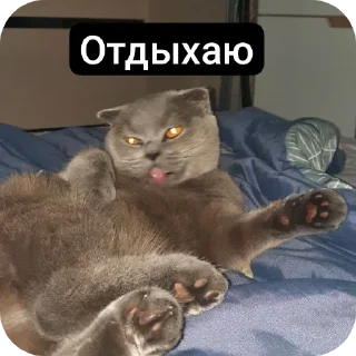 🐱 emoji Кошак Telegram sticker 9 of 28
