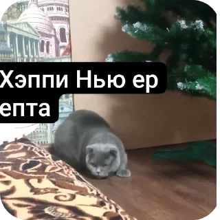 🎄 emoji Кошак Telegram sticker 20 of 28