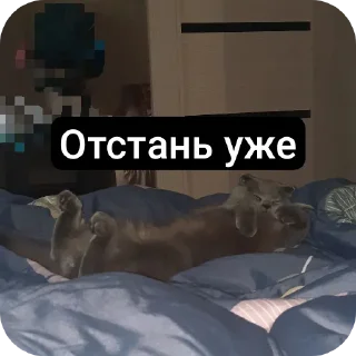 🛋 emoji Кошак Telegram sticker 12 of 28