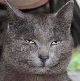 😏 emoji Жизнь Telegram sticker 24 of 72