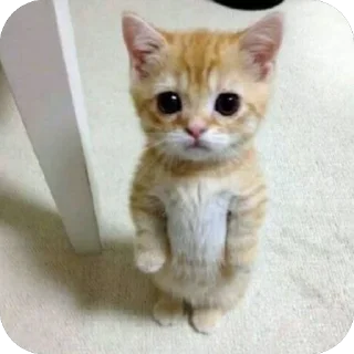 🫥 emoji Личные Telegram sticker 8 of 57