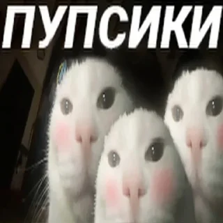 🐱 emoji Меме Telegram sticker 15 of 59