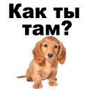 😃 emoji @TVstickers Puppies Telegram sticker 18 of 119