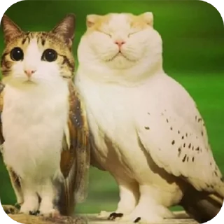 🐱 emoji Ух я такой суссии Telegram sticker 14 of 16