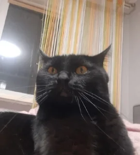 Sticker from Семён любимый котек