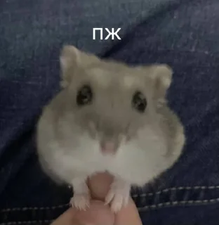 Sticker from we🐭