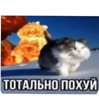 🐱 emoji Хуета Telegram sticker 7 of 15