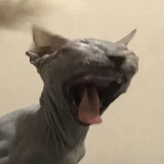 🤯 emoji Кишки, котёнки Telegram sticker 6 of 14