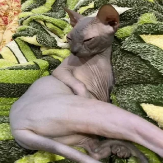 🌸 emoji Кишки, котёнки Telegram sticker 8 of 14
