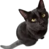 🌟 emoji TG:@DOZAURE Telegram sticker 15 of 23
