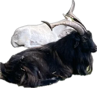 🐐 emoji Berlini Telegram sticker 12 of 14