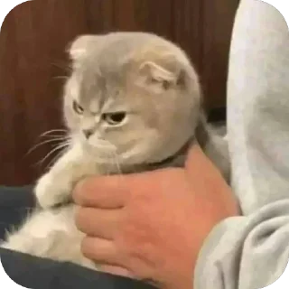 😠 emoji Наш канал — @koshkii_kotiki Telegram sticker 16 of 16