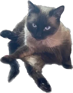 🌟 emoji киты 🐈‍⬛ Telegram sticker 8 of 28