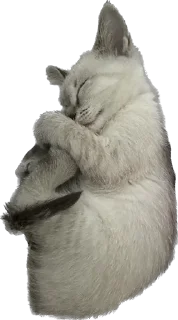 🌟 emoji киты 🐈‍⬛ Telegram sticker 16 of 28