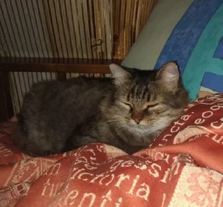💤 emoji филипп килькоров Telegram sticker 10 of 46