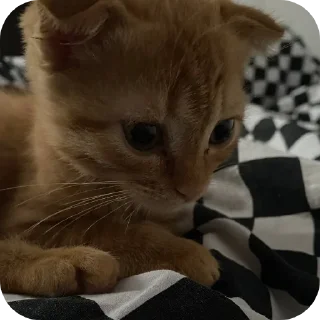 🐱 emoji Кошак Telegram sticker 15 of 19