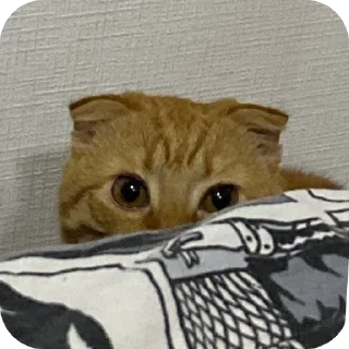 🐱 emoji Кошак Telegram sticker 12 of 19