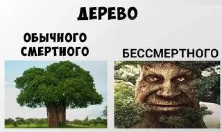 🌳 emoji Мудрый дуб Telegram sticker 17 of 120