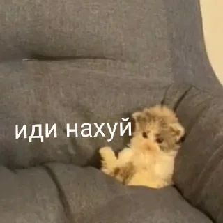 😡 emoji коты 2 Telegram sticker 15 of 32