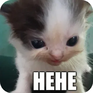 🐱 emoji Funny cat🤓 Telegram sticker 13 of 18
