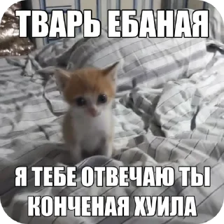 🐱 emoji Funny cat🤓 Telegram sticker 7 of 18