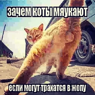 🐈 emoji я устала Telegram sticker 6 of 31