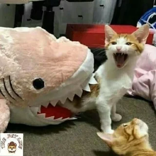 Sticker from meme cat)))