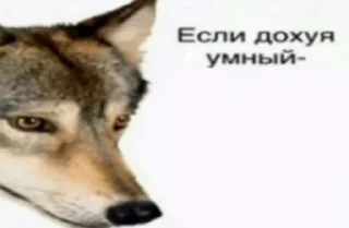 🌟 emoji Гойда Telegram sticker 3 of 38