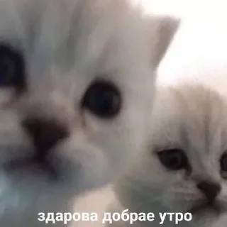 ❤️‍🩹 emoji голова с ресничками Telegram sticker 18 of 80