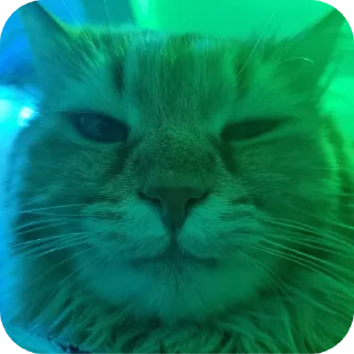🐱 emoji Valera Edition Telegram sticker 17 of 22