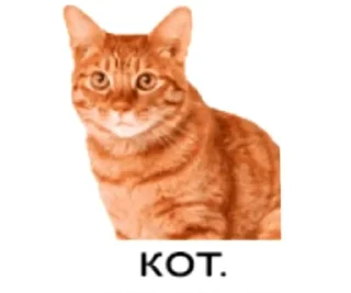 🐱 emoji cat Telegram sticker 1 of 42