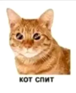 😽 emoji cat Telegram sticker 20 of 42