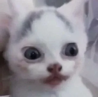 😦 emoji Cute kittens Telegram sticker 18 of 66