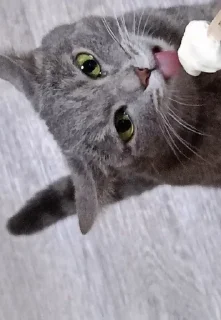 😛 emoji Крыса Telegram sticker 8 of 14